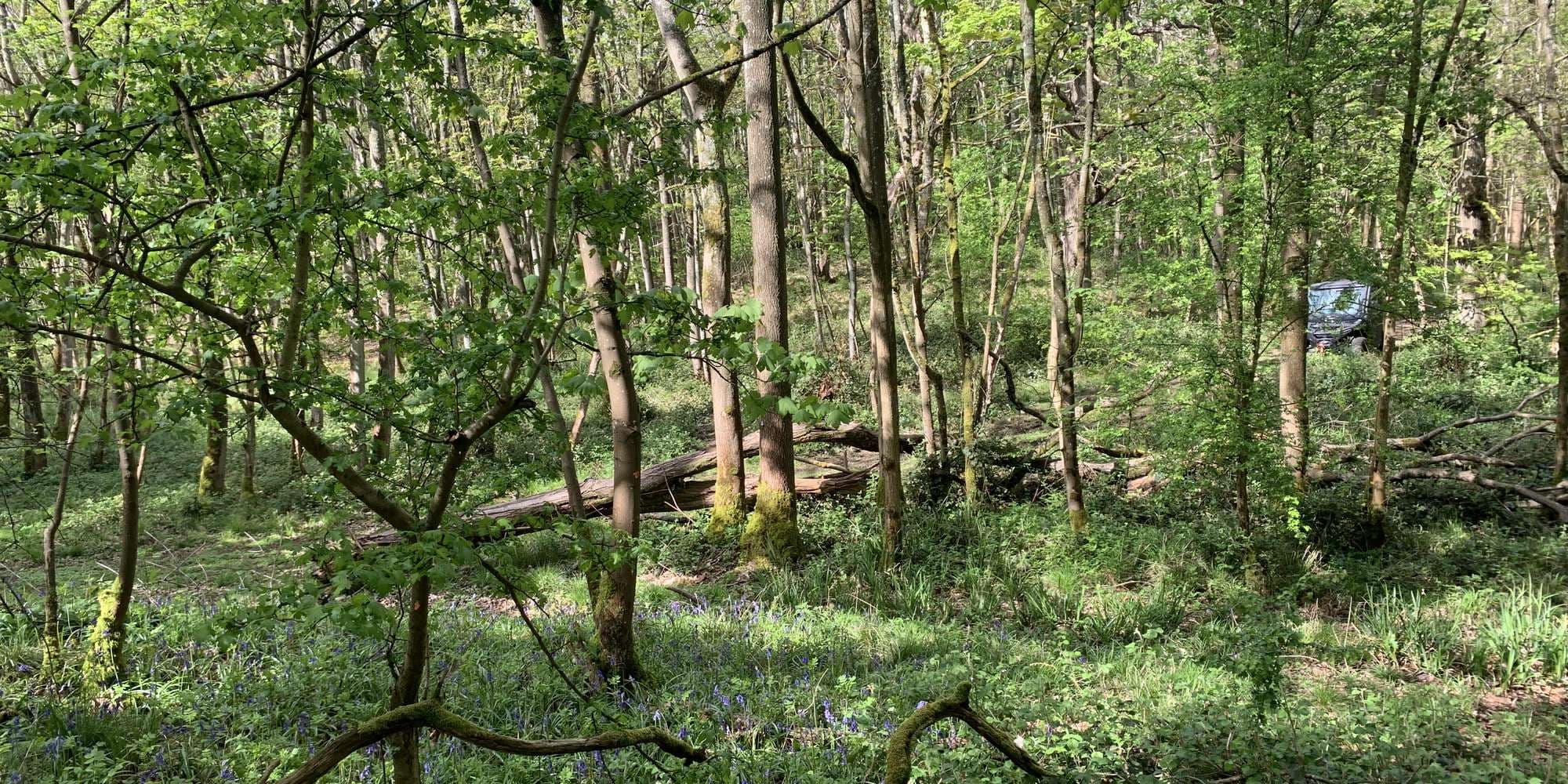 Second image to compare