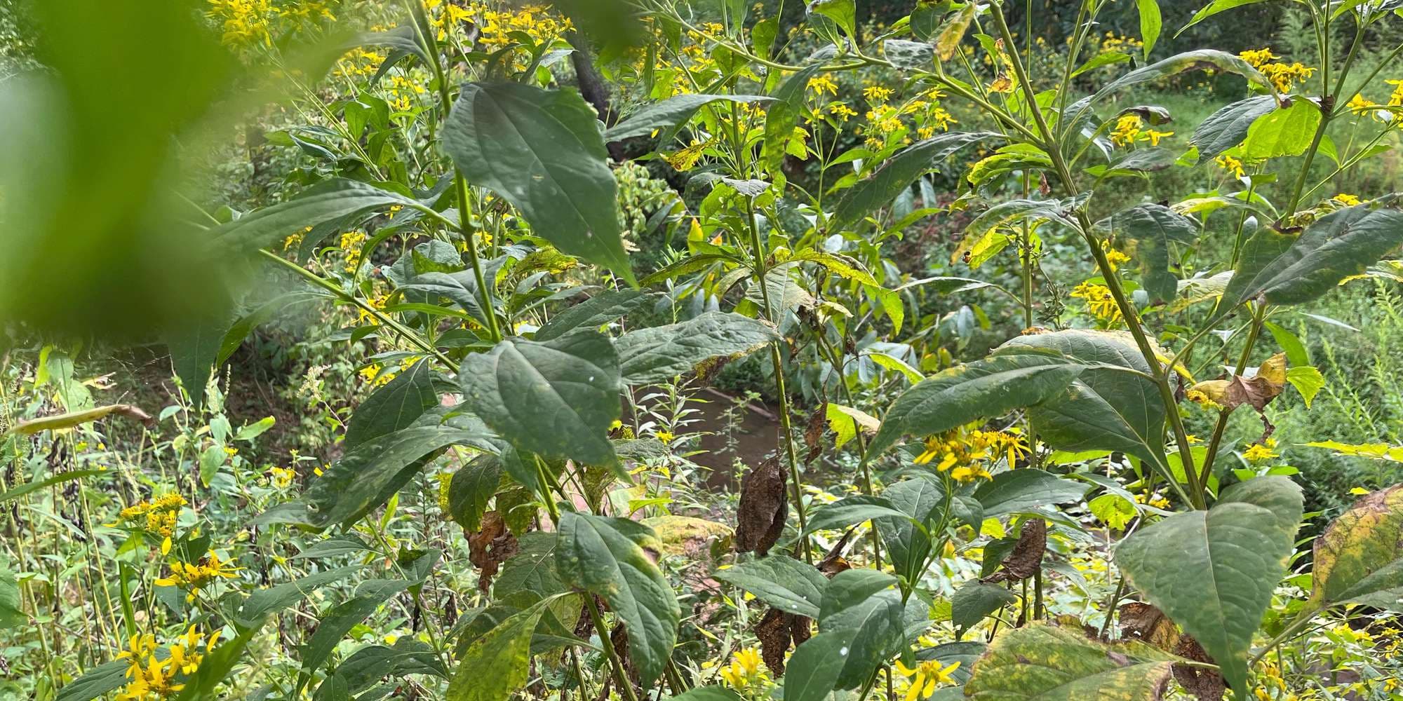 Second image to compare