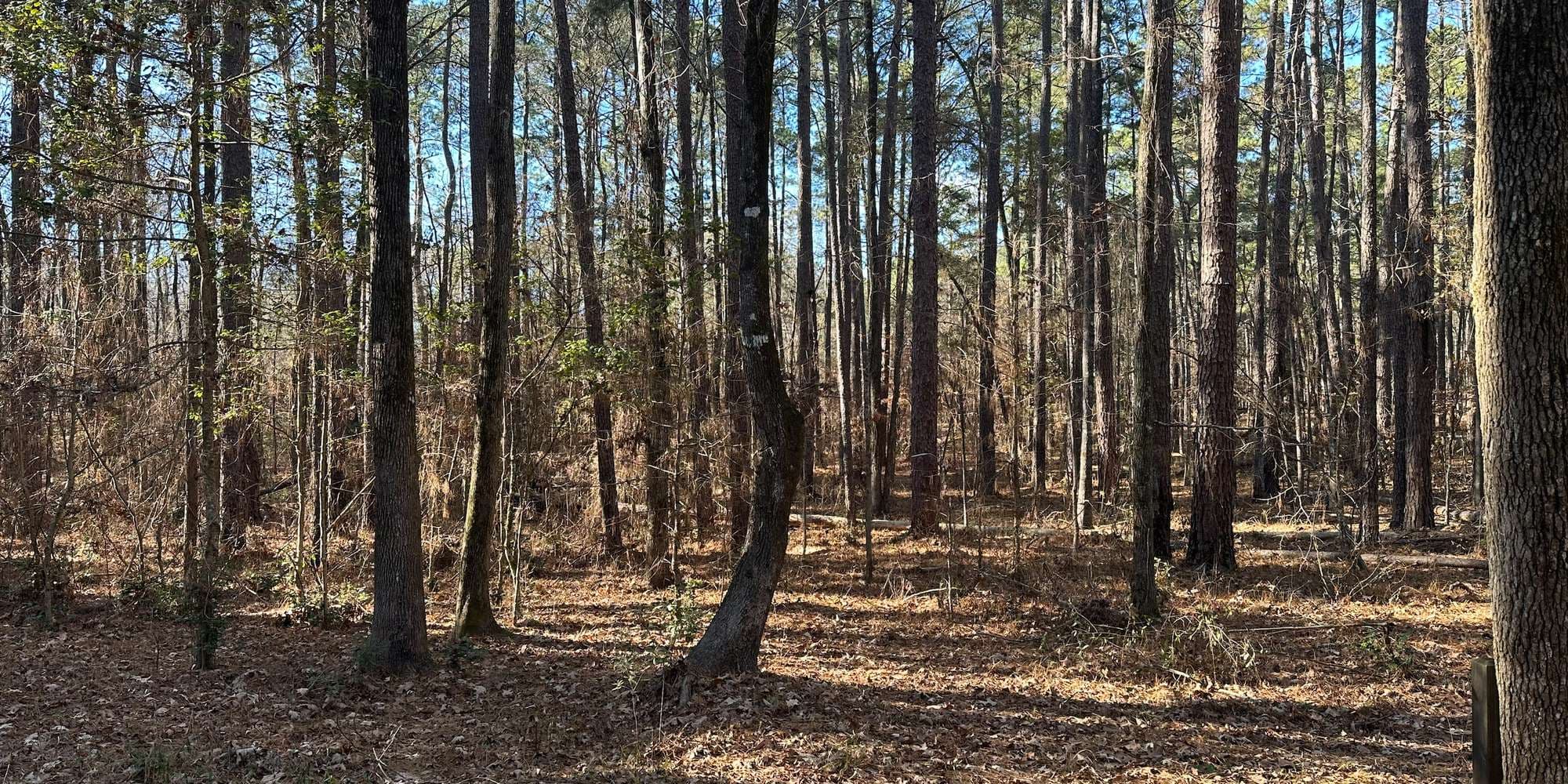 Second image to compare