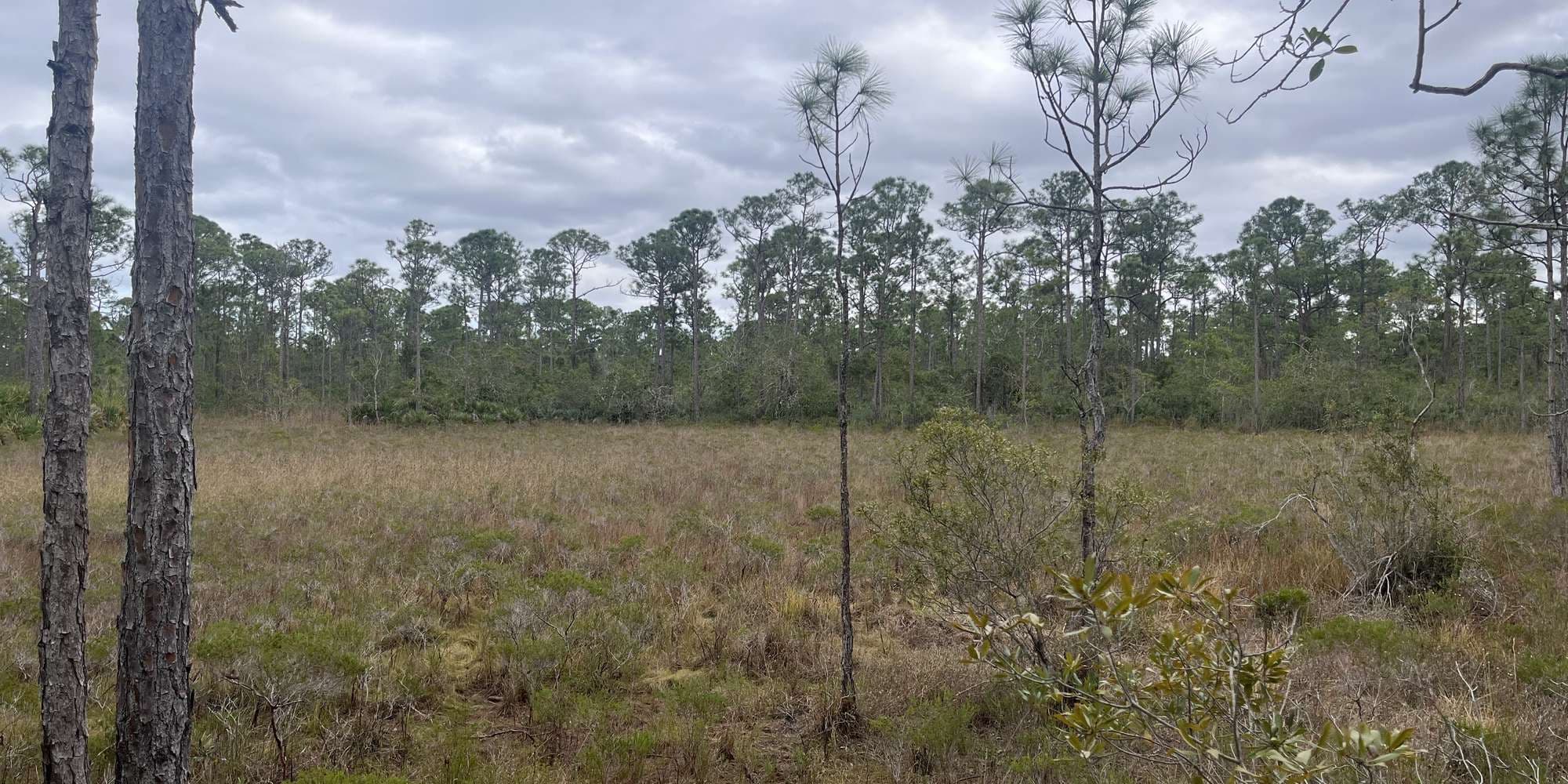 Second image to compare