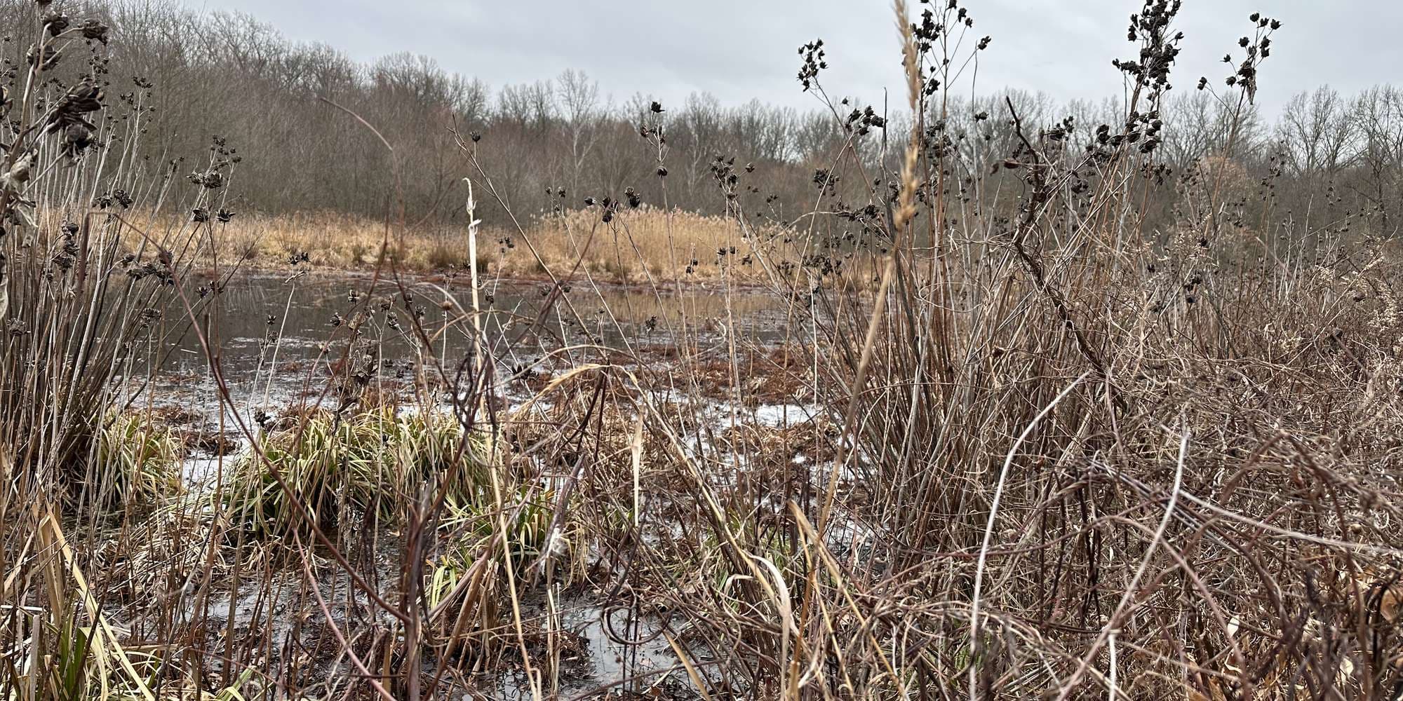 Second image to compare