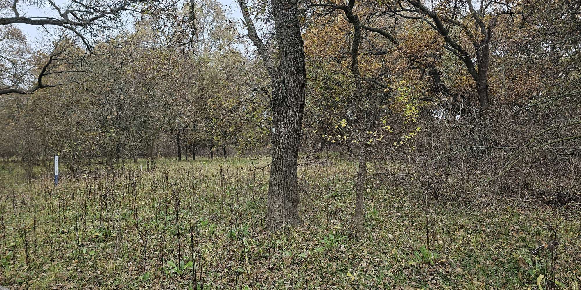 Second image to compare