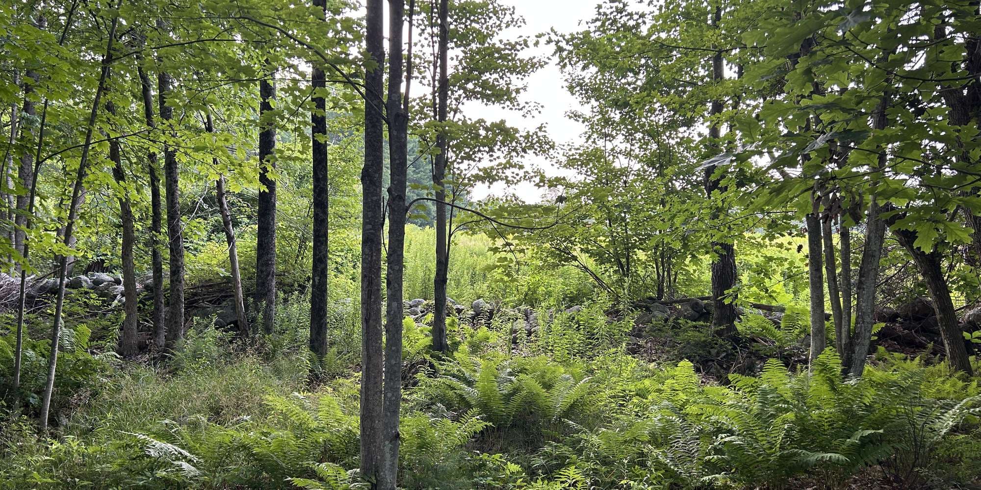 Second image to compare