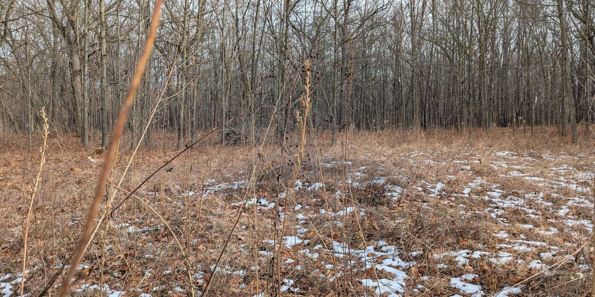 Second image to compare