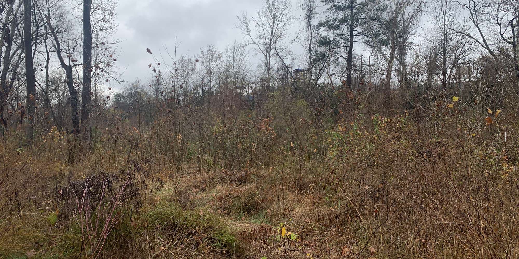 Second image to compare