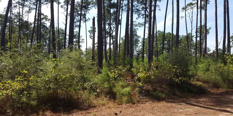 The featured photo for Longleaf Pine Restoration Site, Big Sandy Creek Unit