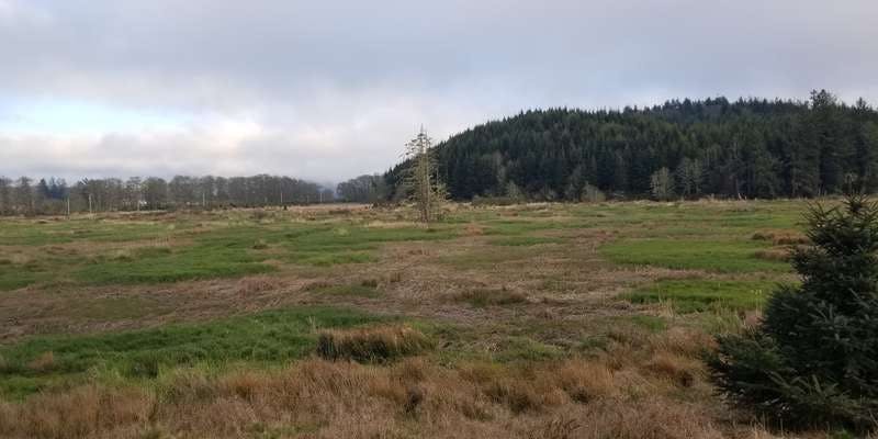 The featured photo for Colewort Creek Restoration Site at Lower Slough Trail