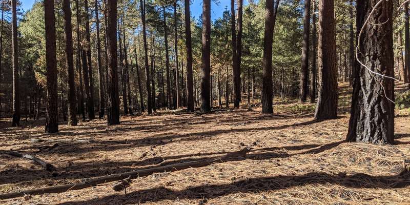 The featured photo for Pine forest along Arizona Trail