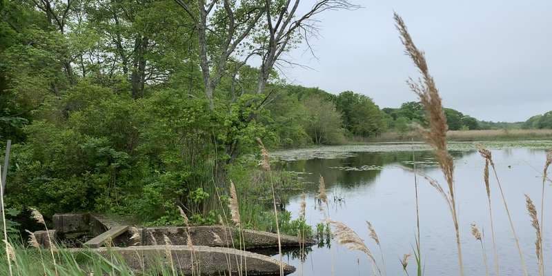The featured photo for Brown's Bog at Edwards ave