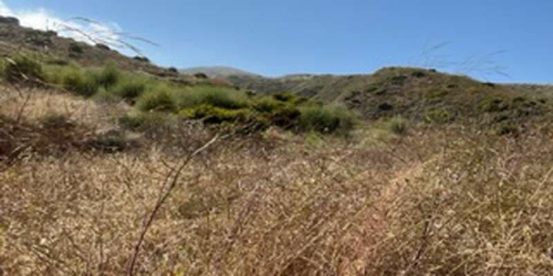 The featured photo for #SpringsFire10