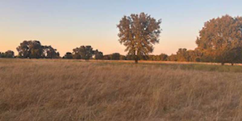 The featured photo for Grassland Savannah along the River Walk