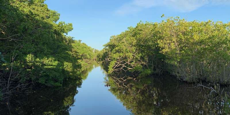 The featured photo for Wildlife Education Boardwalk