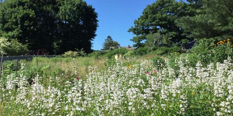 The featured photo for Native Planting and Backyard Meadow