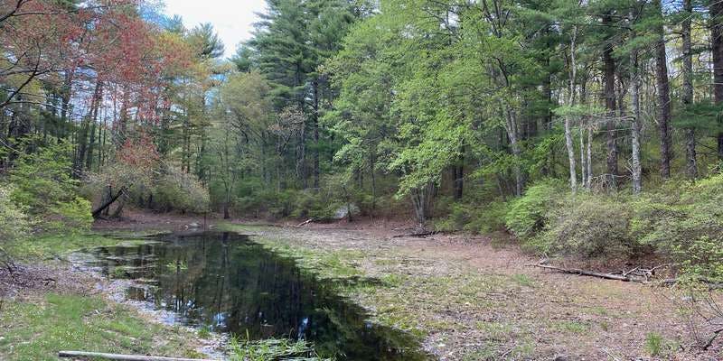 The featured photo for Muddy Pond Wilderness Preserve