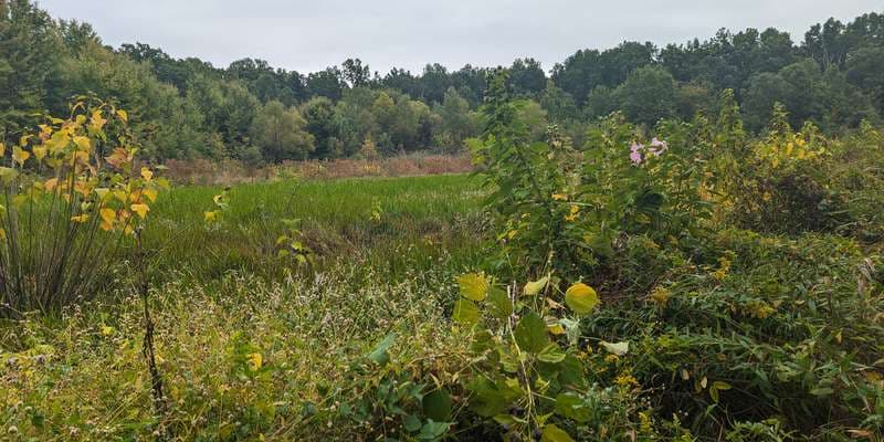 The featured photo for Edison Woods Big Meadow Trail