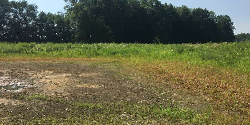 The featured photo for Van Order Wetland & Forest Restoration