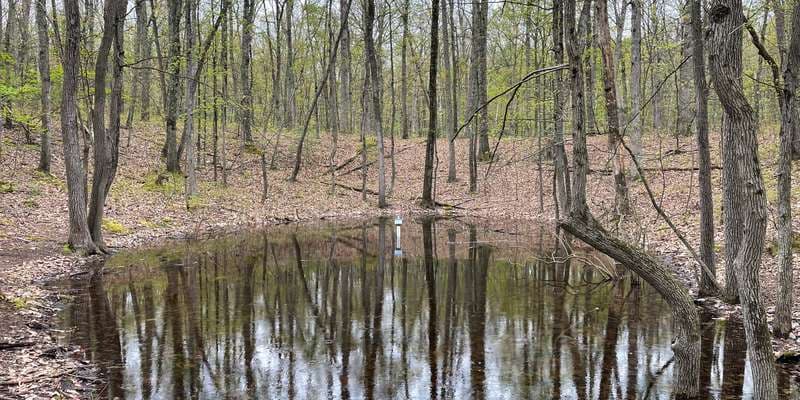 The featured photo for Kings Gap - Forest Pool 6