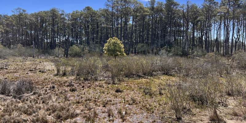 The featured photo for Assateague Island - Life of the Forest Trail