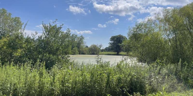 The featured photo for Spring Run Conservation Area Wetland Restoration Project