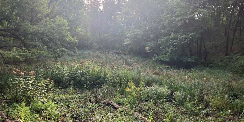 The featured photo for Silverwood Park – Owl Woodlands  (Trail 10 -11)