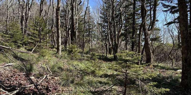 The featured photo for (Private) Red Spruce Restoration