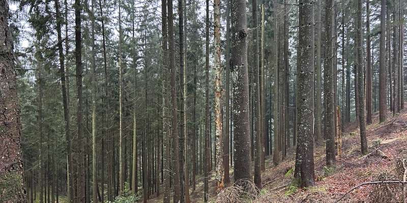 The featured photo for Vesterskoven