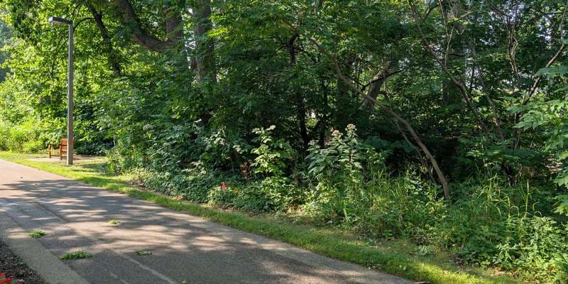 The featured photo for Beal Botanical Garden | River Restoration