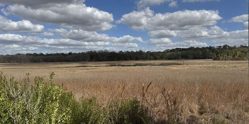 The featured photo for Chinsegut WEA