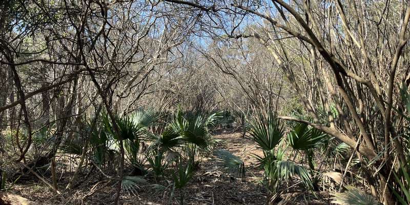 The featured photo for Buxton Woods Reserve