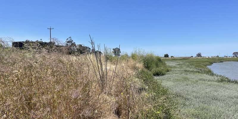 The featured photo for City of Palo Alto Horizontal Levee Project Site 2