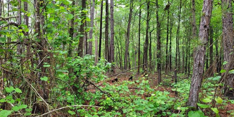The featured photo for Harbison State Forest: Firebreak Trail