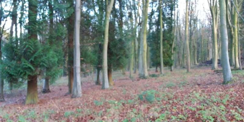 The featured photo for Wytham Woods 110
