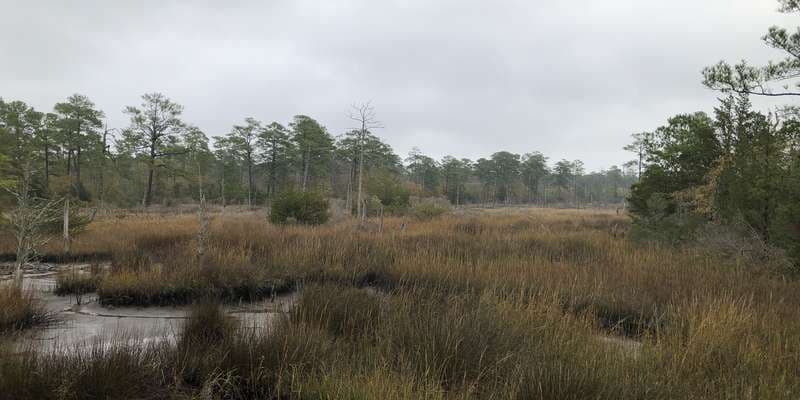 The featured photo for First Landing - Cape Henry Marsh Overlook