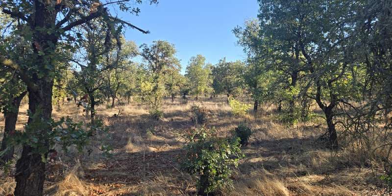 The featured photo for Wetlands Walk - Oak Forest