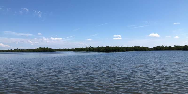 The featured photo for Mangrove Overlook
