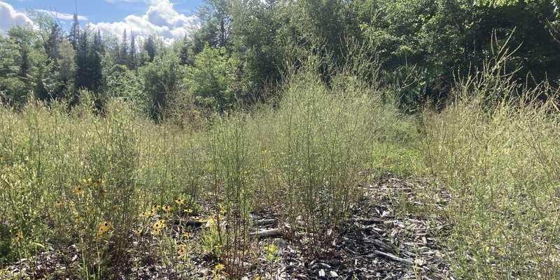 The featured photo for Alder Stream Wilderness Preserve