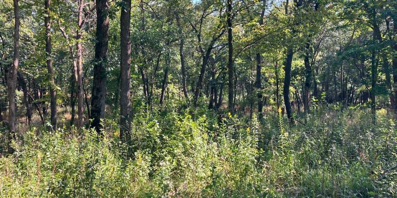 The featured photo for Murphy-Hanrehan Park Reserve – Southern Woodland