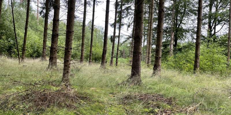 The featured photo for Vildere natur i Horserød Hegn