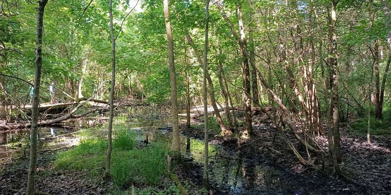 The featured photo for Pinchot - Gray Treefrog Pool