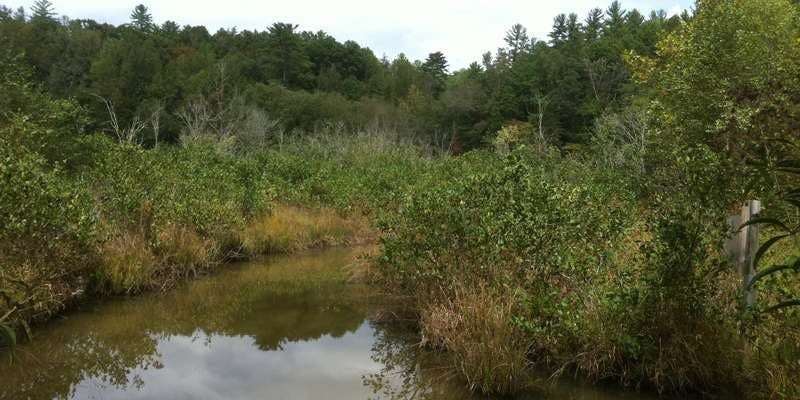 The featured photo for Wetland Loop Trail Beaver Pond