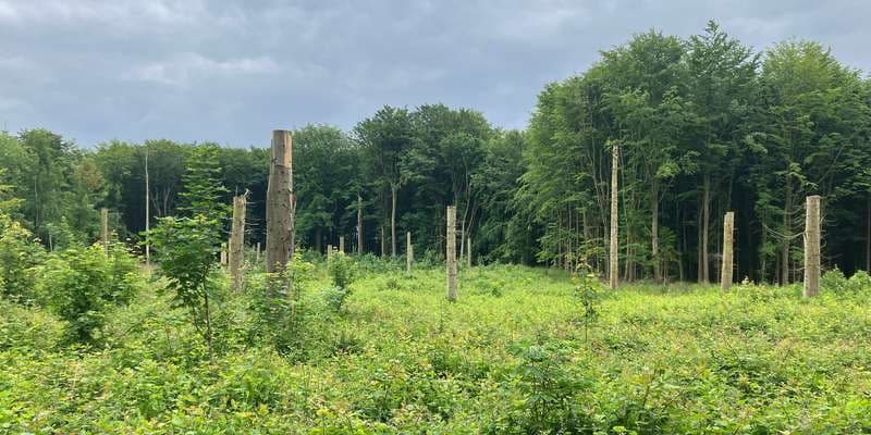 The featured photo for Stagsrode Skov