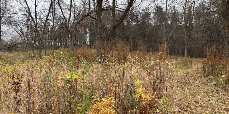 The featured photo for Hilloway Park prairie restoration