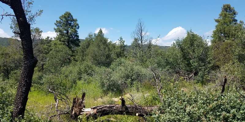 The featured photo for Future Burn Site