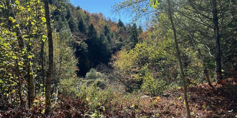 The featured photo for West Branch Brook