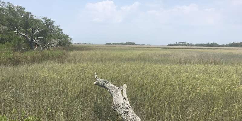 The featured photo for Kent Mitchell Trail Marsh
