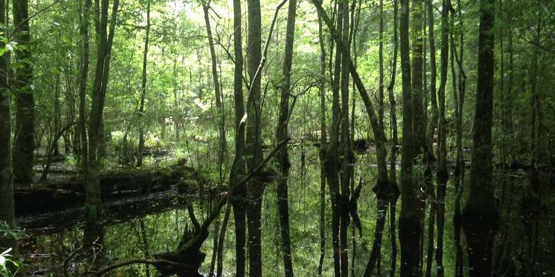 The featured photo for Cypress Tupelo Slough on the Kirby Nature Trail