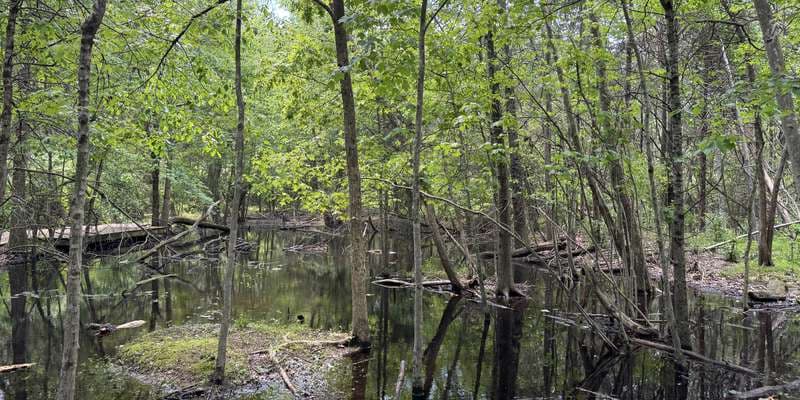 The featured photo for Pinchot - Gray Treefrog Pool