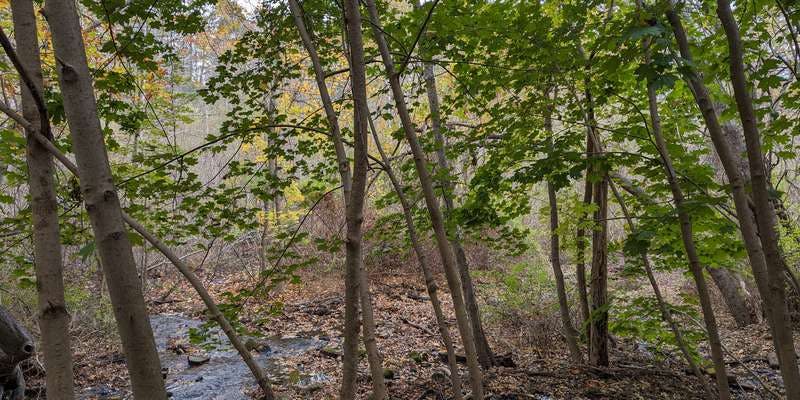 The featured photo for Trout Brook Trail