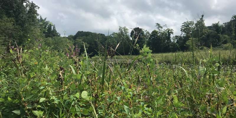 The featured photo for Enderkill Creek Wetland on Hudson River Estuary