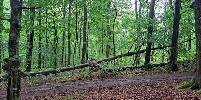 The featured photo for Rydhave skov – naturlig hydrologi og dødt ved